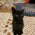 ありがとうございました★小さな黒猫リバーくん