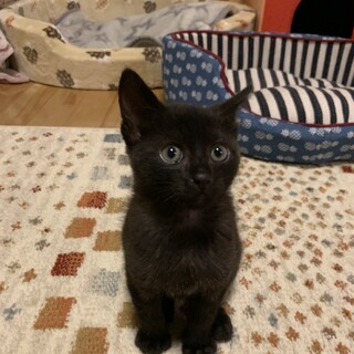 ありがとうございました★小さな黒猫リバーくん