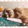 ウイラム