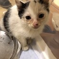 子猫を保護しました