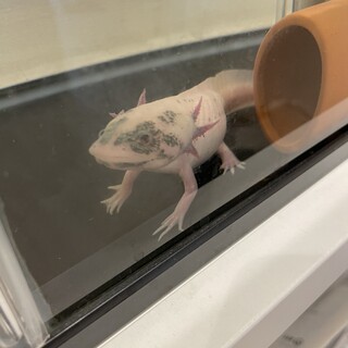 人懐っこいウーパールーパー