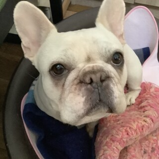 元気が良く、賢い女の子です