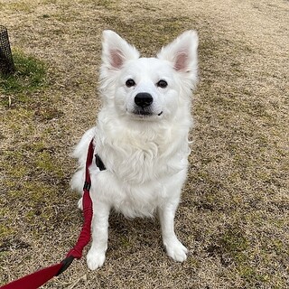真っ白でふわふわクリクリ巻き毛のイケメンです