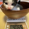 ゆんた♂交渉中のため募集を一時停止します