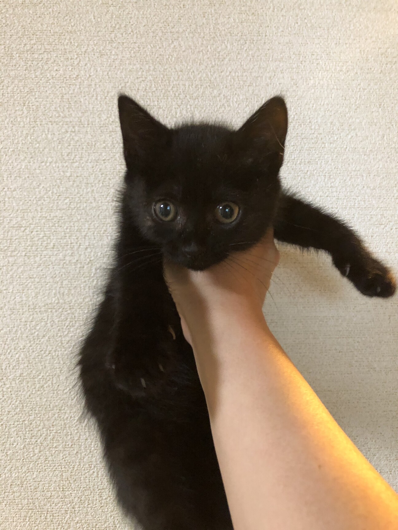 一時停止 大好き2ヶ月く 大阪府 猫の里親募集 ペットのおうち 月間利用者150万人