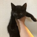 一時停止　大好き2ヶ月くらいの黒猫ちゃん