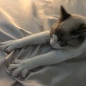 【急募】里親募集‼︎♀/3歳