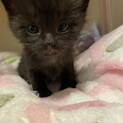 4月23日生まれのゆい(結)交渉中のため一旦停止