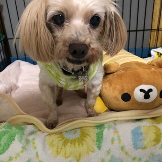 ヴィッツ　トライアルです