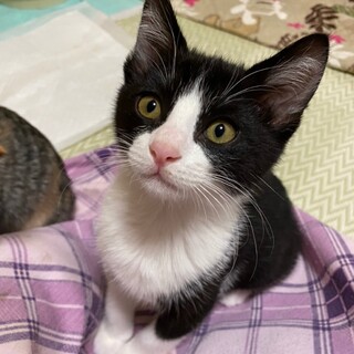 しし座兄妹☆彡　マイペースな甘えん坊　レオン ♂