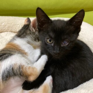 しし座兄妹☆彡　自由人タイプの女の子　アル ♀