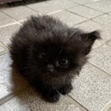 子猫　里親募集。可愛がって下さる方！