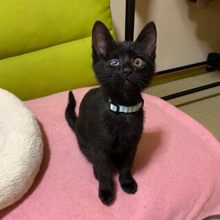 しし座兄妹☆彡　我が道を行く　コル ♀