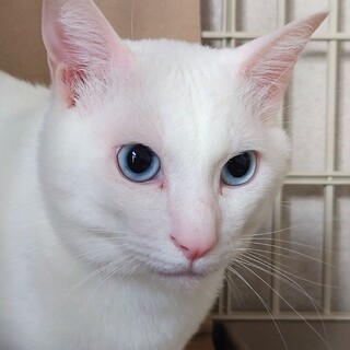 青い瞳とくるくるシッポの「うつぼくん」