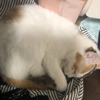 三毛猫-女の子-とても小柄！