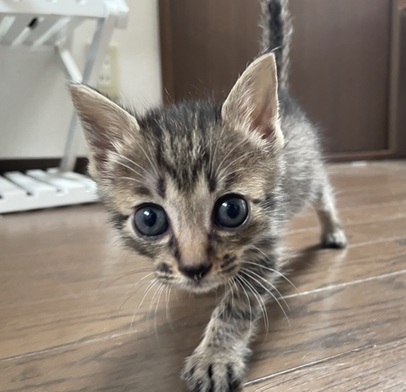 ４月生まれの女の子 ル 広島県 猫の里親募集 ペットのおうち 月間利用者150万人