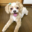 チワプー♂里親募集します