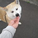 秋田犬メス里親募集