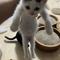 まつりさん、食うべし！ＤＡＹ１６