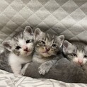 可愛い4匹の子猫　里親募集❗️