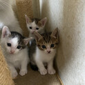 可愛い子猫の里親さん募集