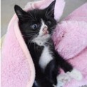 里親様に迎えられました。子猫1〜2ヶ月♀