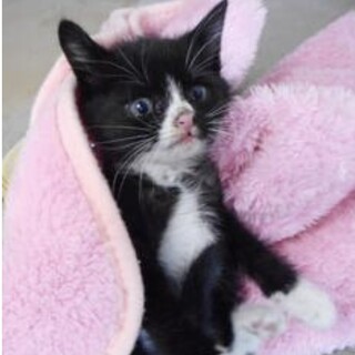 里親様に迎えられました。子猫1〜2ヶ月♀