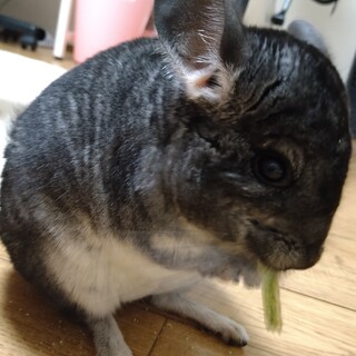 グレーのメスのチンチラ