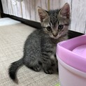 かわいい♡キジトラの子猫です