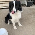 ボーダーコリー2歳男の子です。