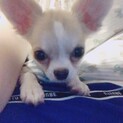 チワワ　4歳　オス