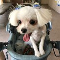 マルチーズ　オス　3歳