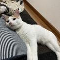 ８ヶ月　子猫