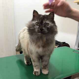  福岡発！性格花丸  もこふわサビにゃん