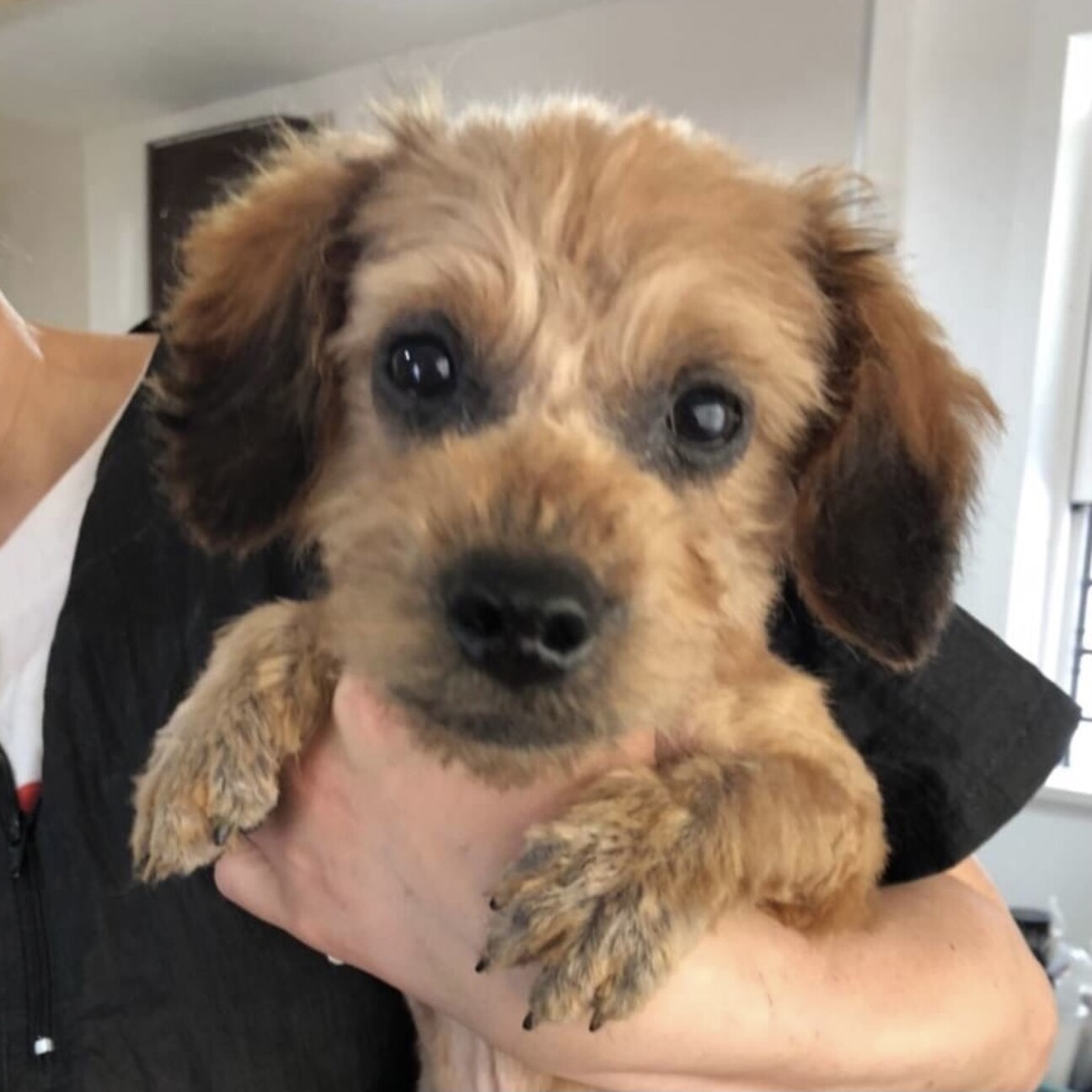 小国 おぐに ディズニー 埼玉県 犬の里親募集 ペットのおうち 月間利用者150万人