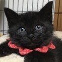 こぐまのようにころころ可愛いタンゴです！