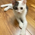 長毛✖️かぎしっぽの男の子ネルくん❣️