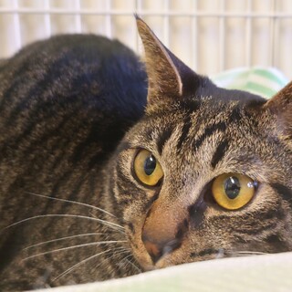 甘えたおっとりの「ピンゴ」くん