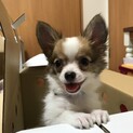 チワワ　オス　4歳
