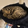 ダリにゃん