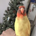 ヤエザクラインコの里親募集