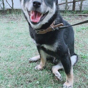 お庭で走った後の写真かな？