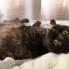 お布団の上から