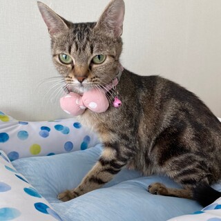 14匹救出！チョコレート軍団 　ママ猫 マーブル♀