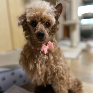 里親さん決まりました