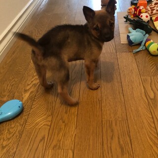 オス2カ月の子犬