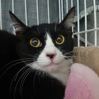 スイーツシリーズ　ハイトーンボイス♪　 オペラ♀