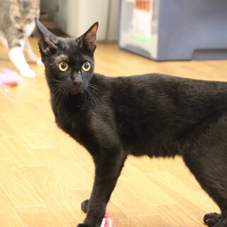 スイーツシリーズ　甘えん boy　ザッハ♂