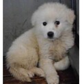 里親様に迎えられました。子犬♂018