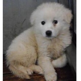 里親様に迎えられました。子犬♂018